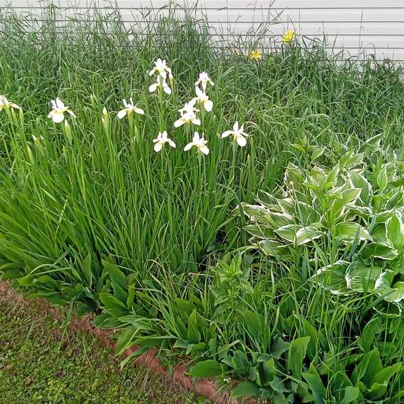 Meet your Posher, Carol - Picture 4 of 6